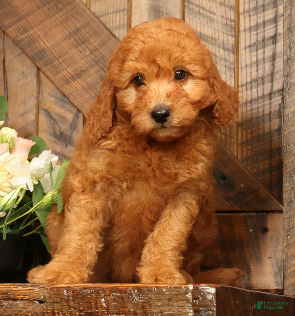 Mini Goldendoodle dogs Fido - Ad 1