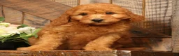 Mini Goldendoodle dogs for sale: Fido - Ad 1