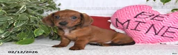 Miniature Dachshund dogs for sale: Howie - Ad 2