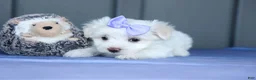 Maltese dogs for sale: PENNY - Ad 19