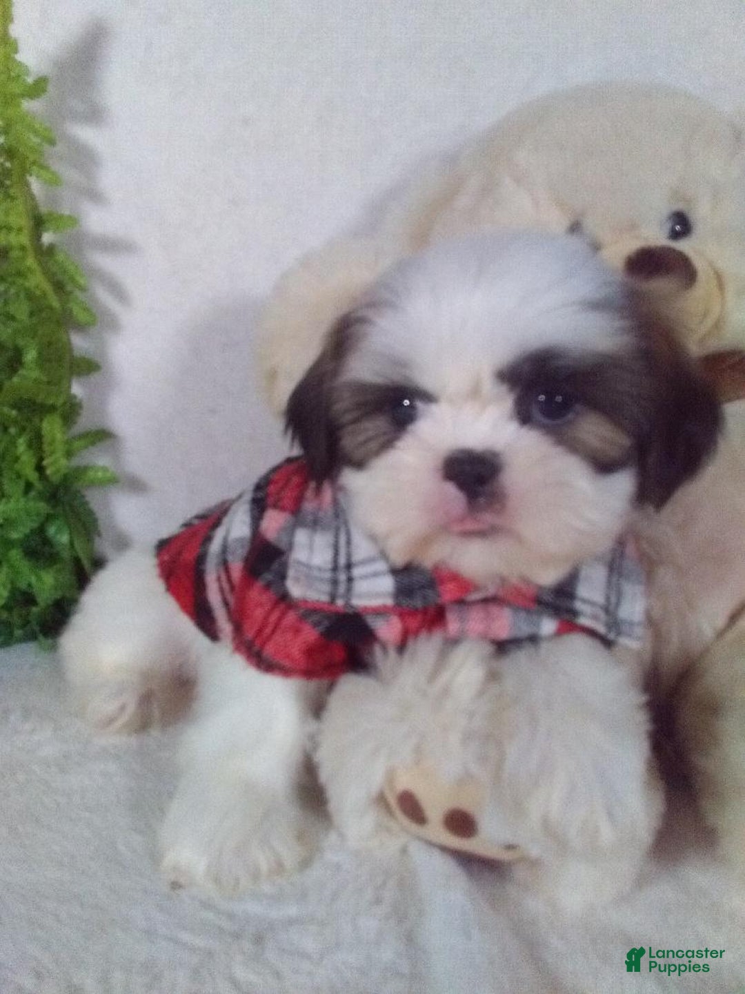 Shih Tzu dogs for sale: Cody - Ad 3