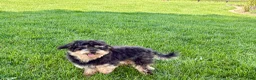 Havapoo dogs for sale: Havapoo - Ad 1