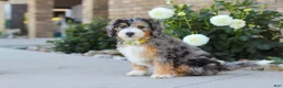 Mini Bernedoodle dogs for sale: Hunter - Ad 3
