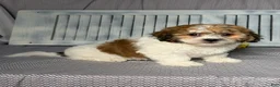 Teddy Bear dogs for sale: Axel - Ad 4