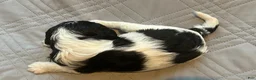 Cavalier King Charles Spaniel dogs for sale: Cavalier King Charles Spaniel 2 - Ad 4