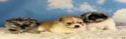Pomeranian dogs for sale: Aca Pixie - Ad 6