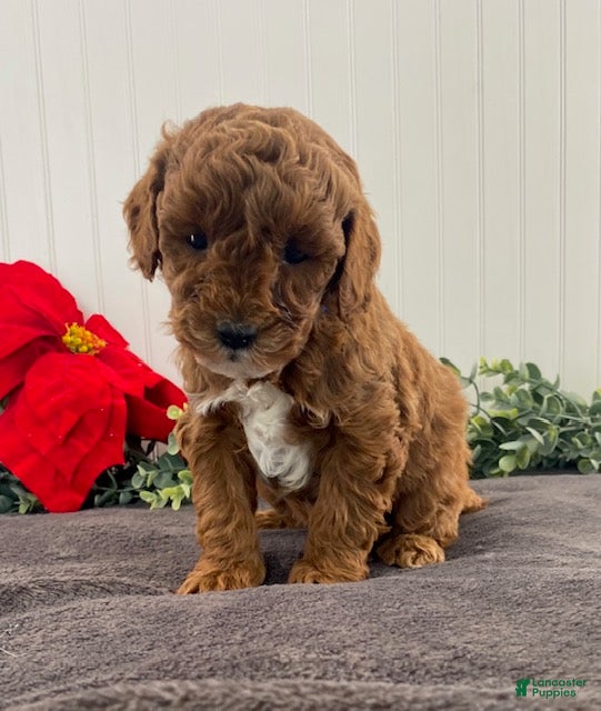 Miniature Poodle dogs Gus - Ad 16