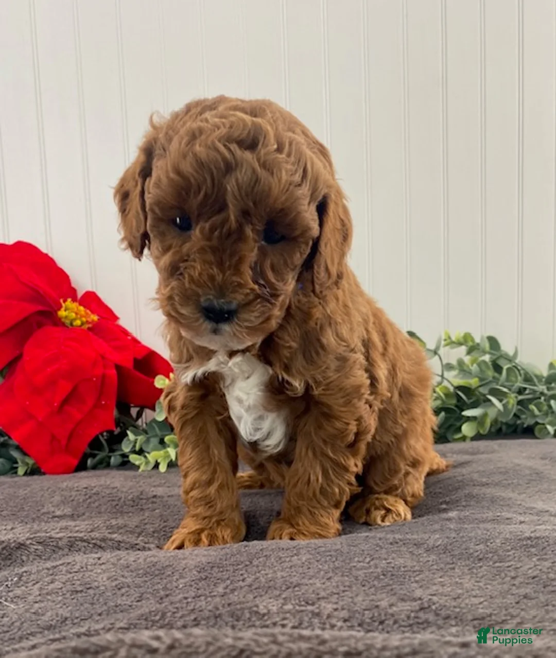 Miniature Poodle dogs for sale: Gus - Ad 1