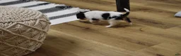 Cavalier King Charles Spaniel dogs for sale: Wilder - Ad 6