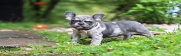 French Bulldog dogs for sale: Jewel - Ad 4