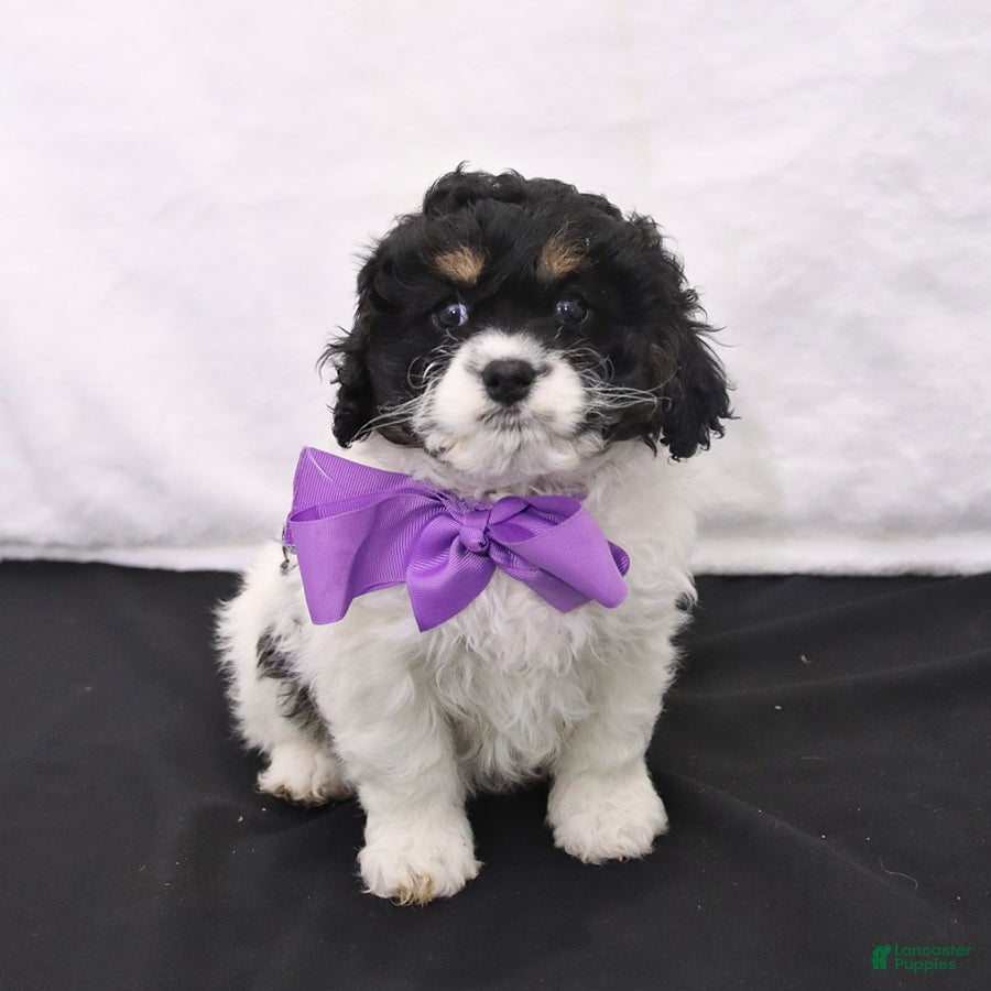 Cavapoo dogs Angel - Ad 1