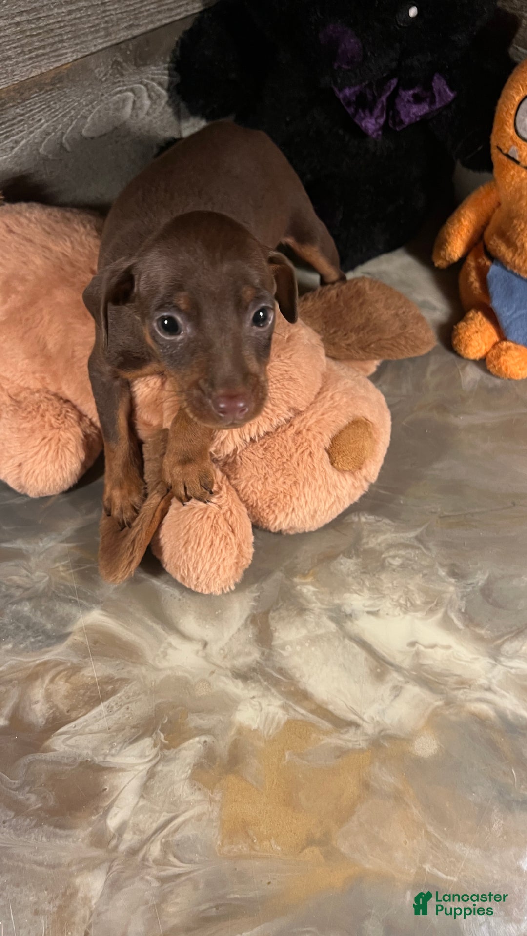 Miniature Pinscher dogs for sale: Teddy - Ad 4