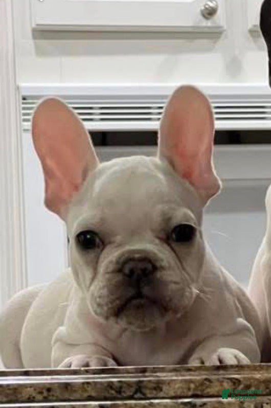 French Bulldog dogs French Bulldog Puppy 2 - Ad 35