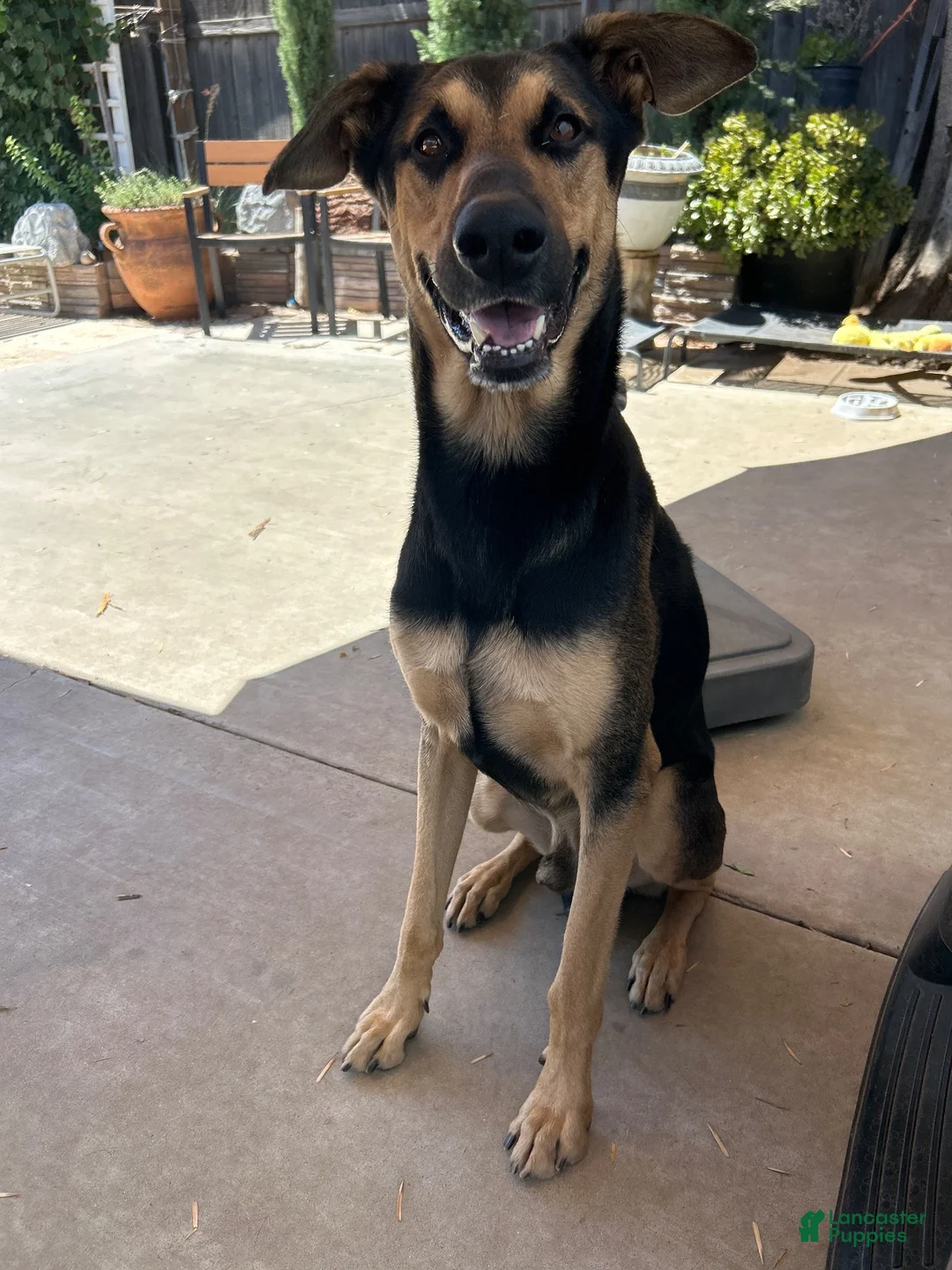 Mixed Breed dogs for sale: Pelusa - Ad 14
