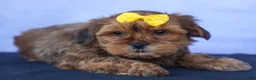 Shorkie dogs for sale: RANDY - Ad 5