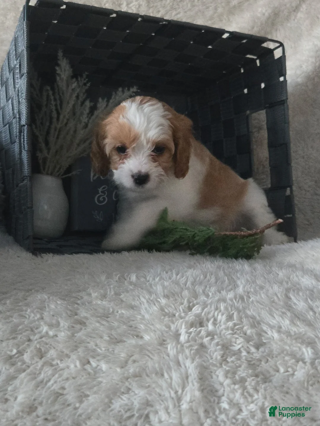 Cavapoo dogs for sale: Cavapoo Puppy 1 - Ad 1