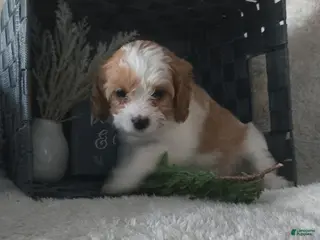 Cavapoo dogs for sale: Cavapoo Puppy 1 - Ad 1