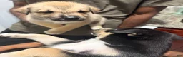 Mixed Breed dogs for sale: Nala - Ad 4