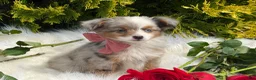Toy Australian Shepherd dogs for sale: Tiny - Ad 4