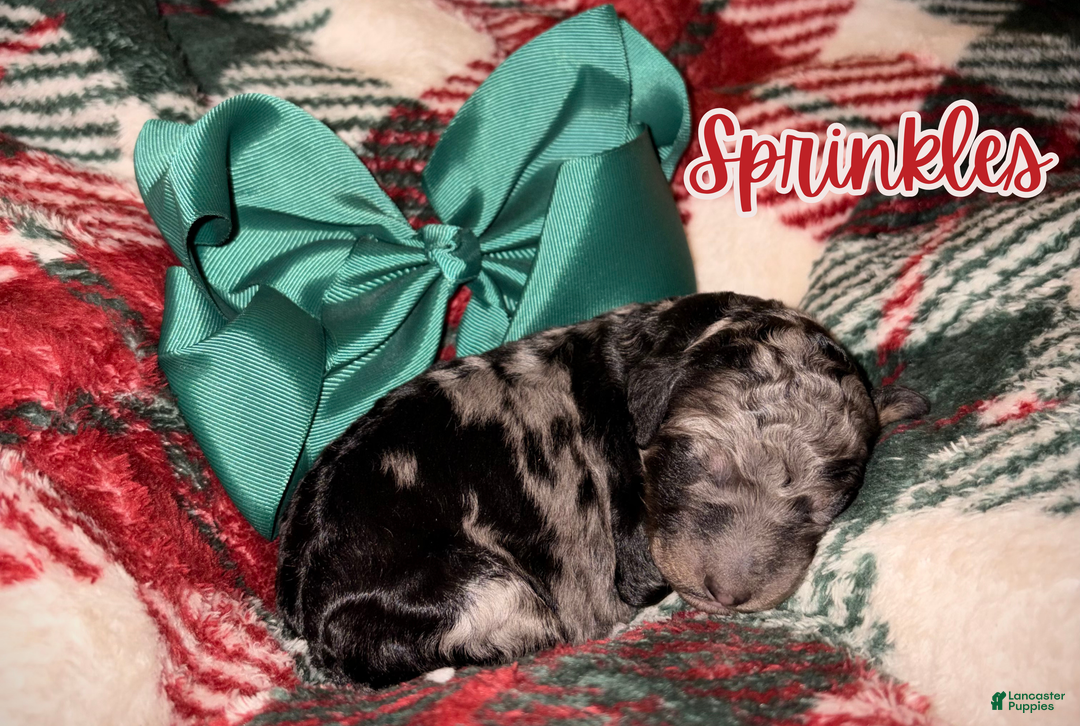 Standard Poodle dogs for sale: Sprinkles - Ad 9