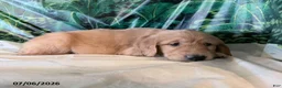 Golden Retriever dogs for sale: Cyler - Ad 3