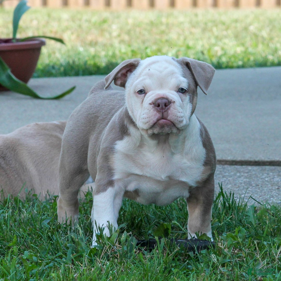English Bulldog Mix Boston Frenchie Puppies For Sale Olde English