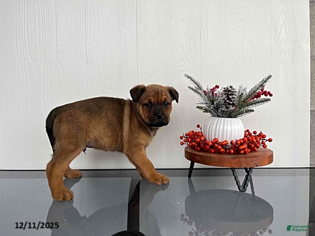 Mixed Breed dogs for sale: Muffin - Ad 2