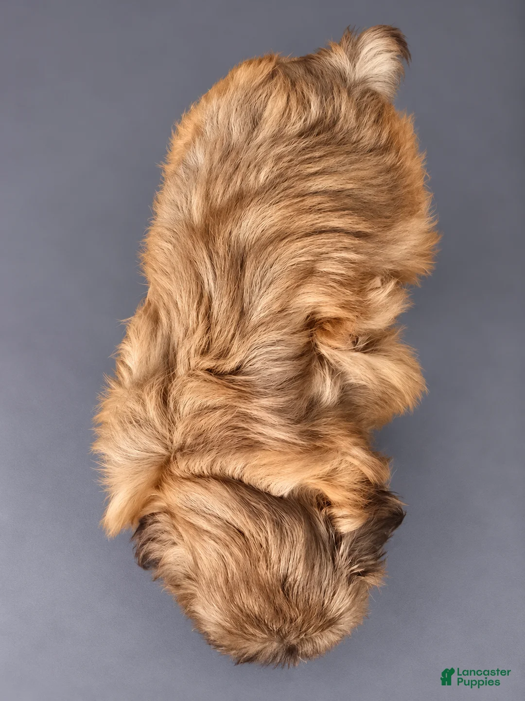 Shih Tzu dogs for sale: Milo - Ad 2