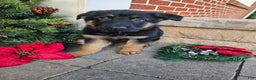 German Shepherd dogs for sale: Scout - Ad 1