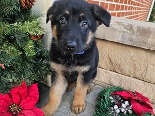 German Shepherd dogs Scout - Ad 9