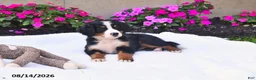 Bernese Mountain Dog dogs for sale: CeCe - Ad 5