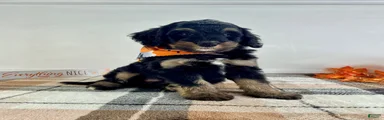 Sirius