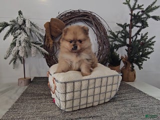 Pomeranian dogs Blondie - Ad 15