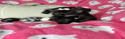 Shihpoo dogs for sale: Lovebug - Ad 2