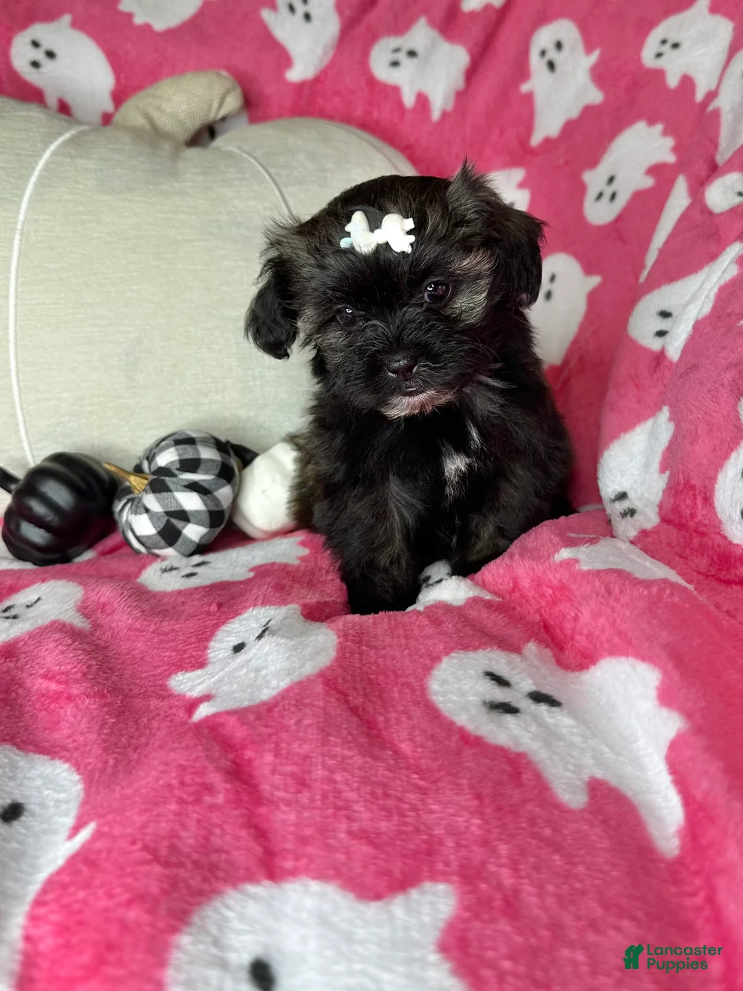 Shihpoo dogs for sale: Lovebug - Ad 2