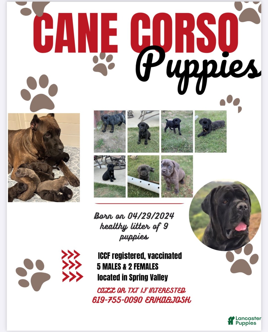 Gallery Image {{count}}