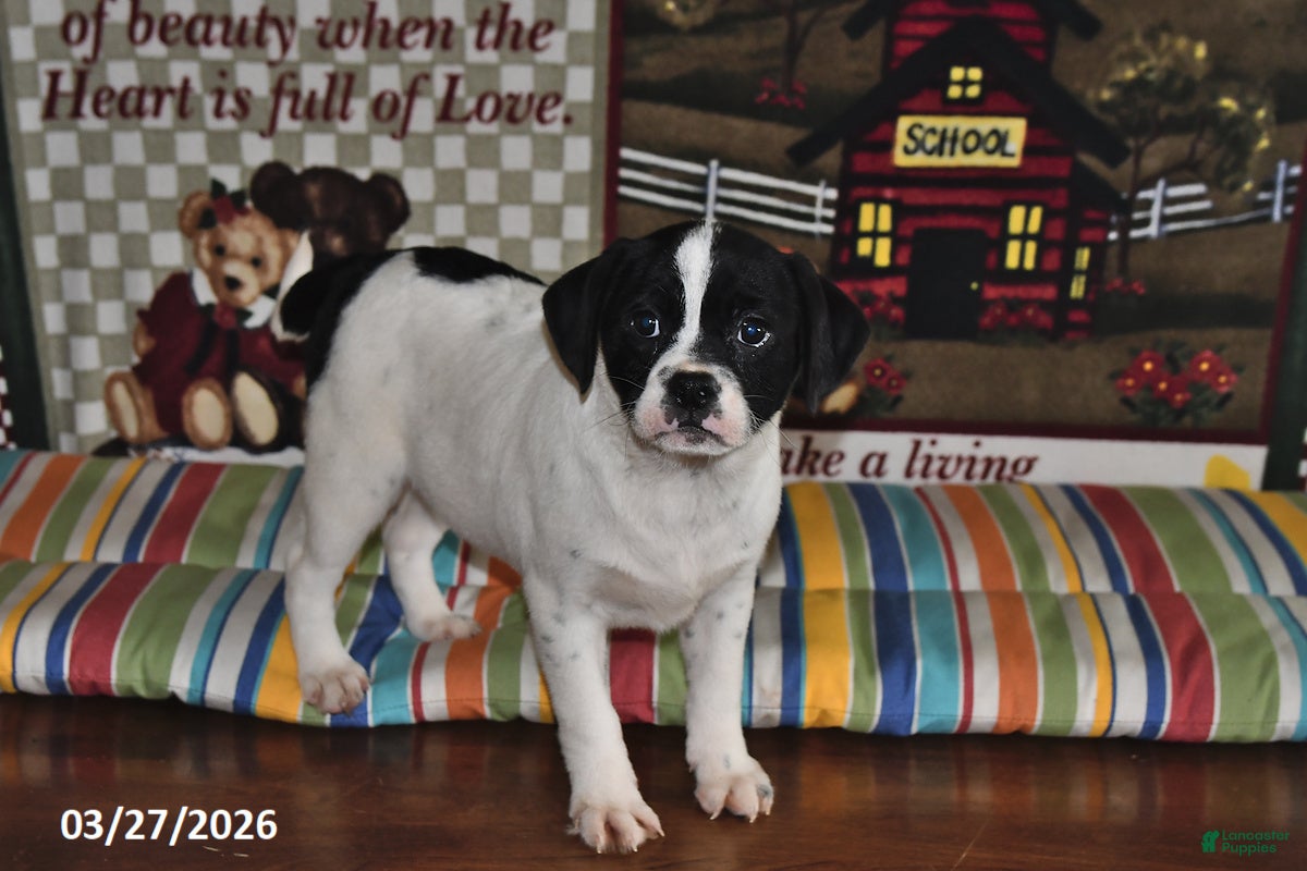 Mixed Breed dogs Otis - Ad 1