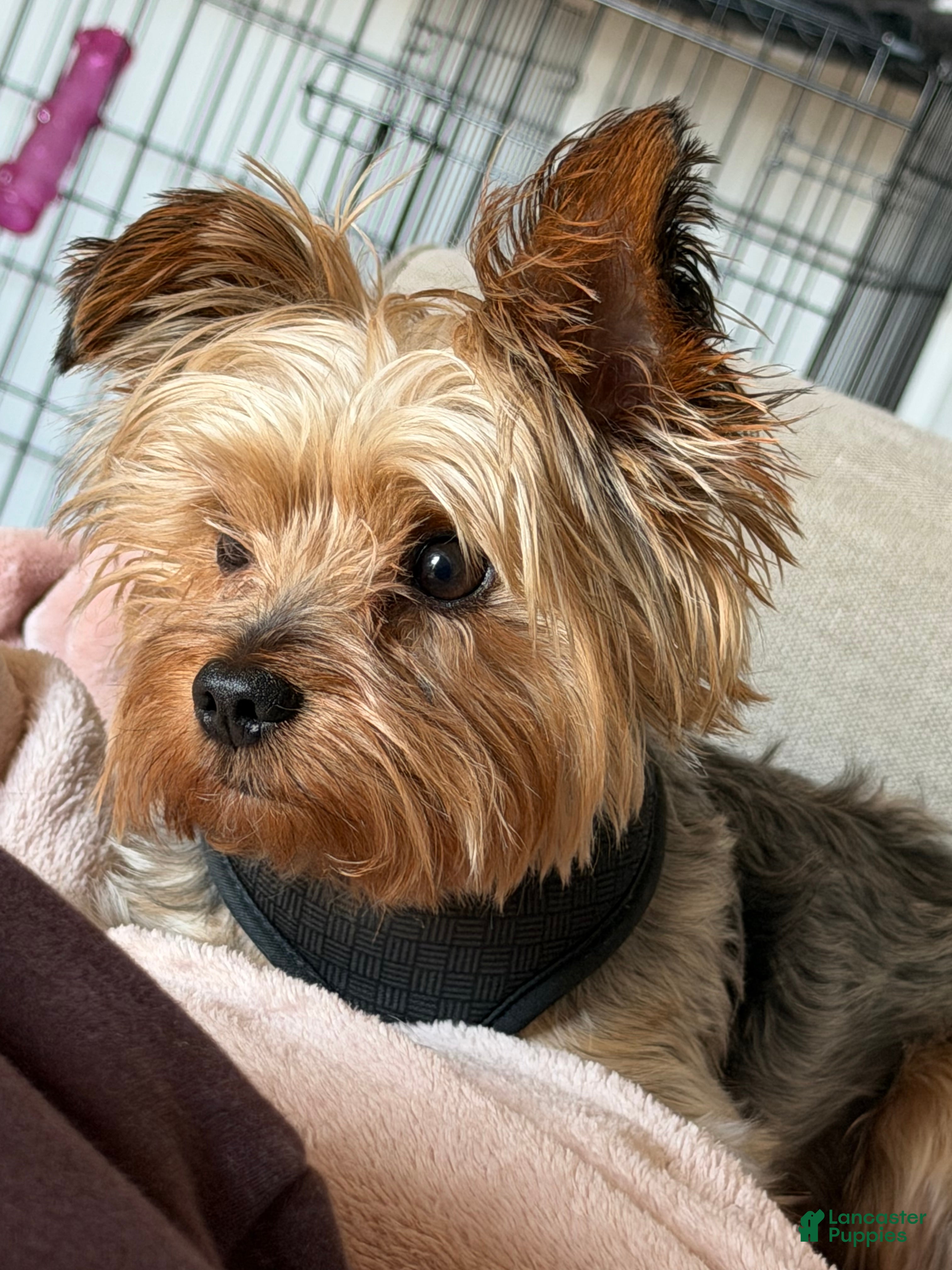 Yorkshire Terrier dogs Yorkie Stud - Ad 1