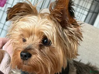 Yorkshire Terrier dogs Yorkie Stud - Ad 1