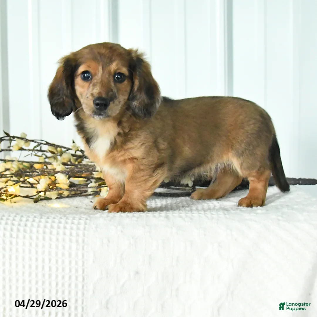 Dachshund dogs for sale: Dizzy - Ad 1