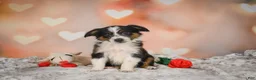 Miniature Australian Shepherd dogs for sale: Anna - Ad 5