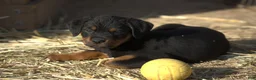 Rottweiler dogs for sale: Rottweiler litter of 5 puppies - Ad 49
