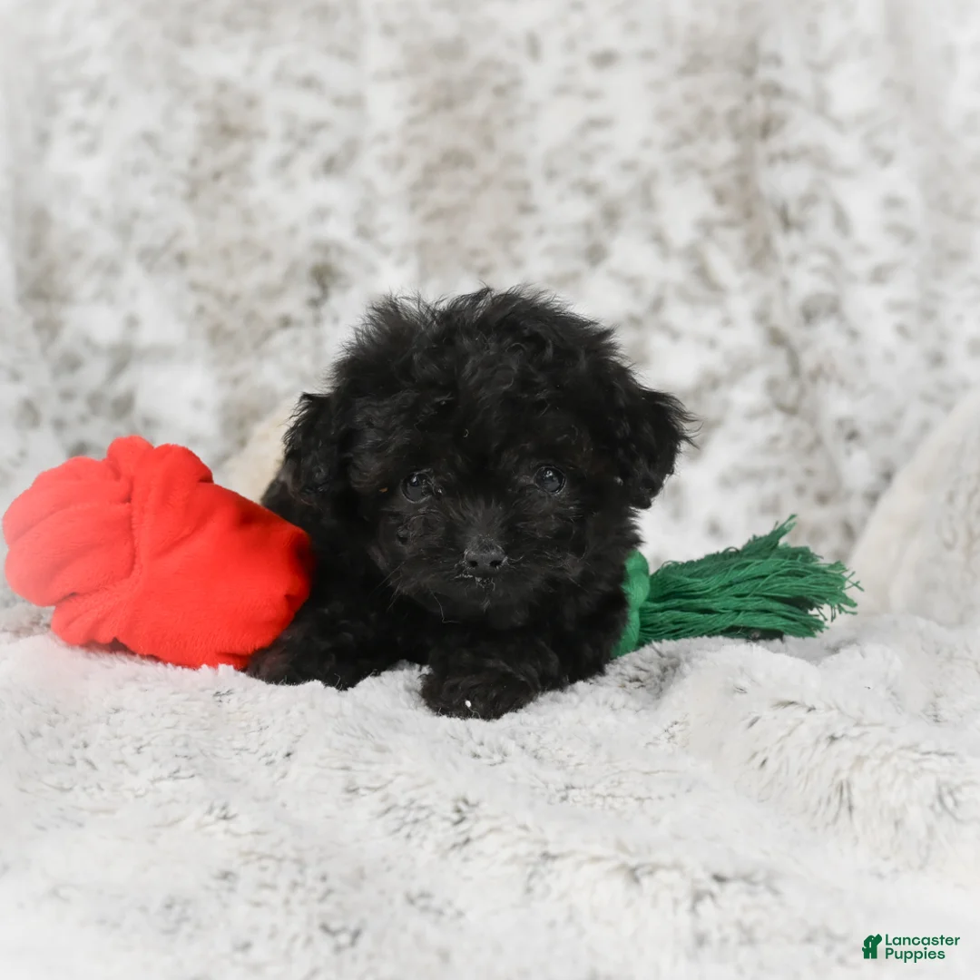 Cavapoo dogs for sale: Teddy - Ad 1