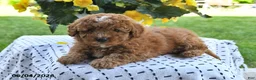 Mini Goldendoodle dogs for sale: Sparky - Ad 5