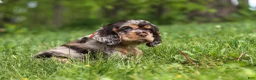 Cocker Spaniel dogs for sale: Asher - Ad 6
