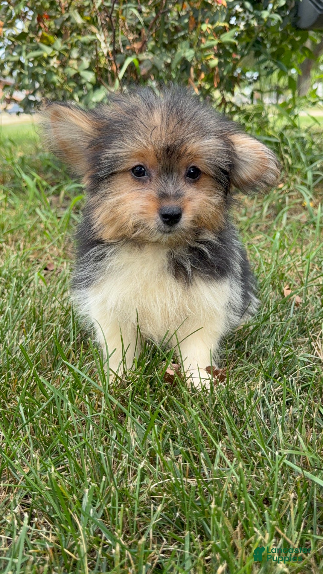 Designer Breed Yorkishire Terrier, Pomeranian for sale in Des