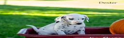 Dalmatian dogs for sale: Dexter - Ad 3