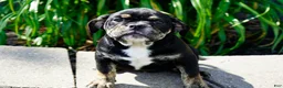 English Bulldog dogs for sale: Eleanor Female  - Ad 1