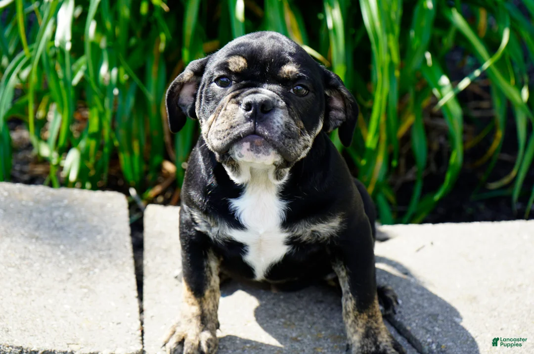 English Bulldog dogs for sale: Eleanor Female  - Ad 1