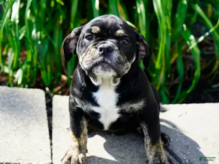 English Bulldog dogs for sale: Eleanor Female - Ad 1
